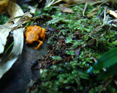 Brachycephalus rotenbergae