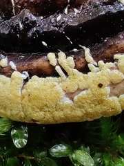 Trichoderma pulvinatum