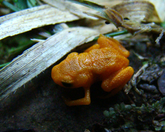 Brachycephalus rotenbergae