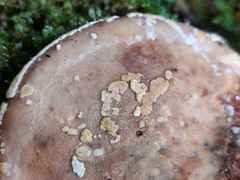 Trichoderma pulvinatum