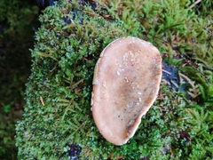 Trichoderma pulvinatum