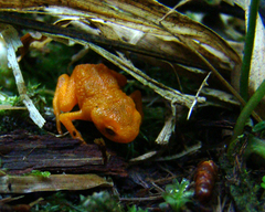 Brachycephalus rotenbergae