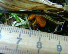 Brachycephalus rotenbergae