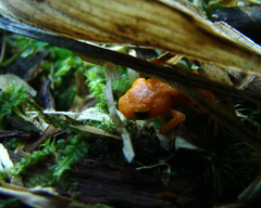 Brachycephalus rotenbergae