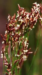 Restio subverticillatus