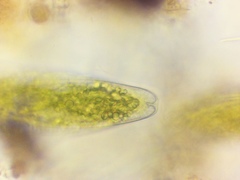 Tetmemorus brebissonii