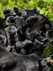 Polyozellus purpureoniger