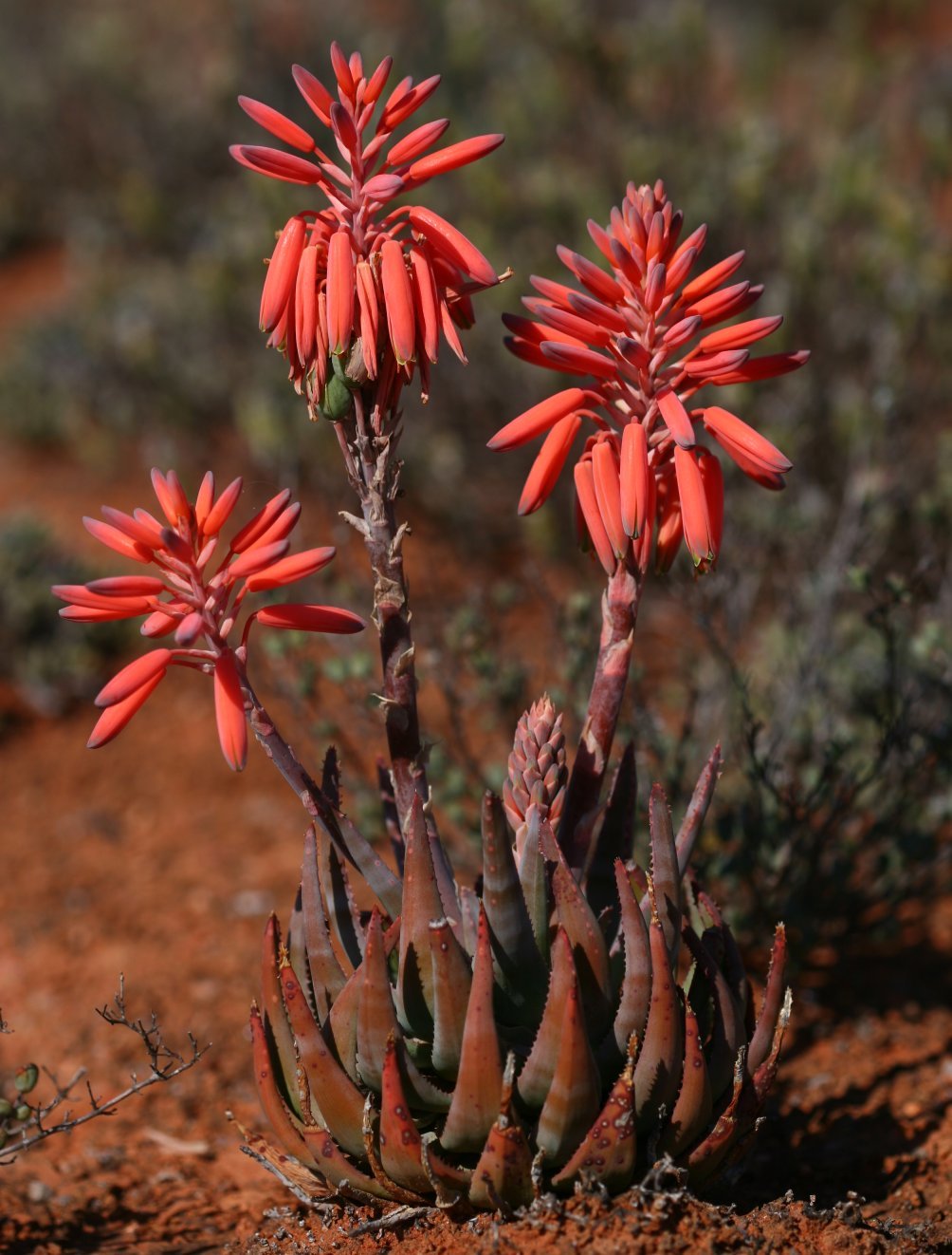 Aloe krapohliana