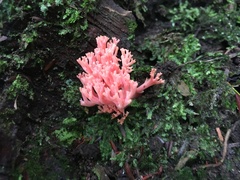 Ramaria araiospora
