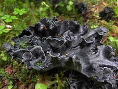 Polyozellus purpureoniger