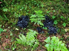 Polyozellus purpureoniger