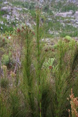 Restio subverticillatus