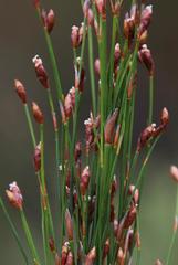 Restio subverticillatus