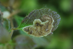 Phytomyza linnaeae