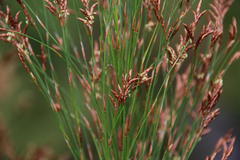 Restio subverticillatus