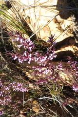 Muraltia juniperifolia