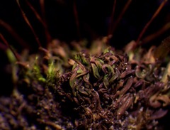 Encalypta affinis affinis