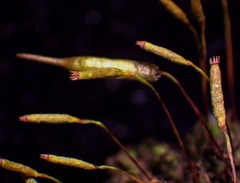 Encalypta affinis affinis