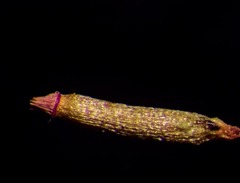 Encalypta affinis affinis