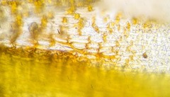 Encalypta affinis affinis