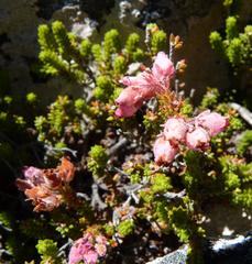 Erica lignosa