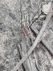 Leiobunum vittatum