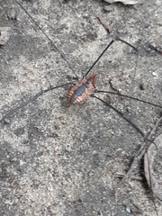 Leiobunum vittatum