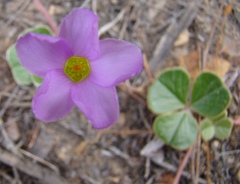 Oxalis truncatula