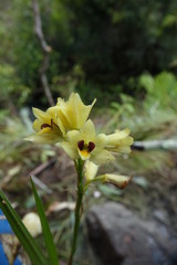 Orthochilus rutenbergianus