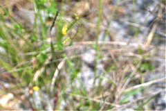 Chapmannia floridana