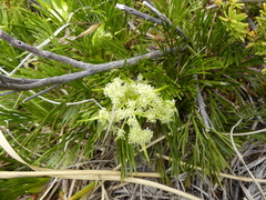 Aciphylla divisa