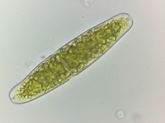 Tetmemorus brebissonii