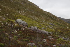 Leucadendron microcephalum