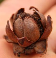 Leucadendron microcephalum