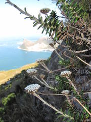 Anaxeton nycthemerum