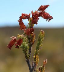 Erica recta