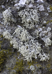 Dendrographa leucophaea