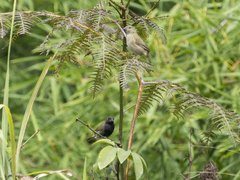 Melanospiza bicolor