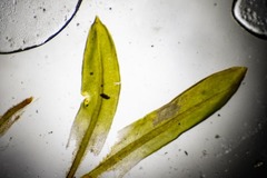 Encalypta affinis affinis