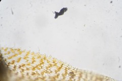 Encalypta affinis affinis