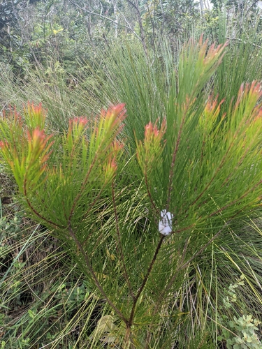 Girringun Wattle (Acacia lumholtzii)
