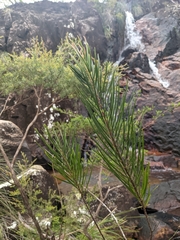 Acacia lumholtzii