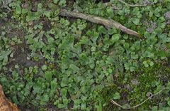 Marchantia emarginata