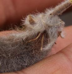 Podalyria hirsuta