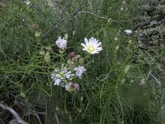 Malacothrix saxatilis implicata