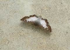 Antigonus emorsa