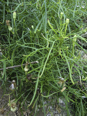 Malacothrix saxatilis implicata