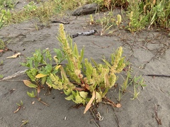Rumex persicarioides