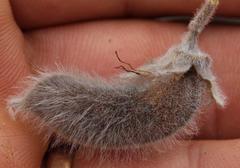 Podalyria hirsuta