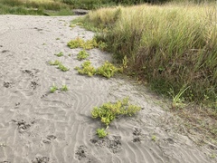 Rumex persicarioides